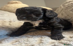 Cockapoo dogs for sale: Gorgeous f2 cockapoo pups  - Image 6