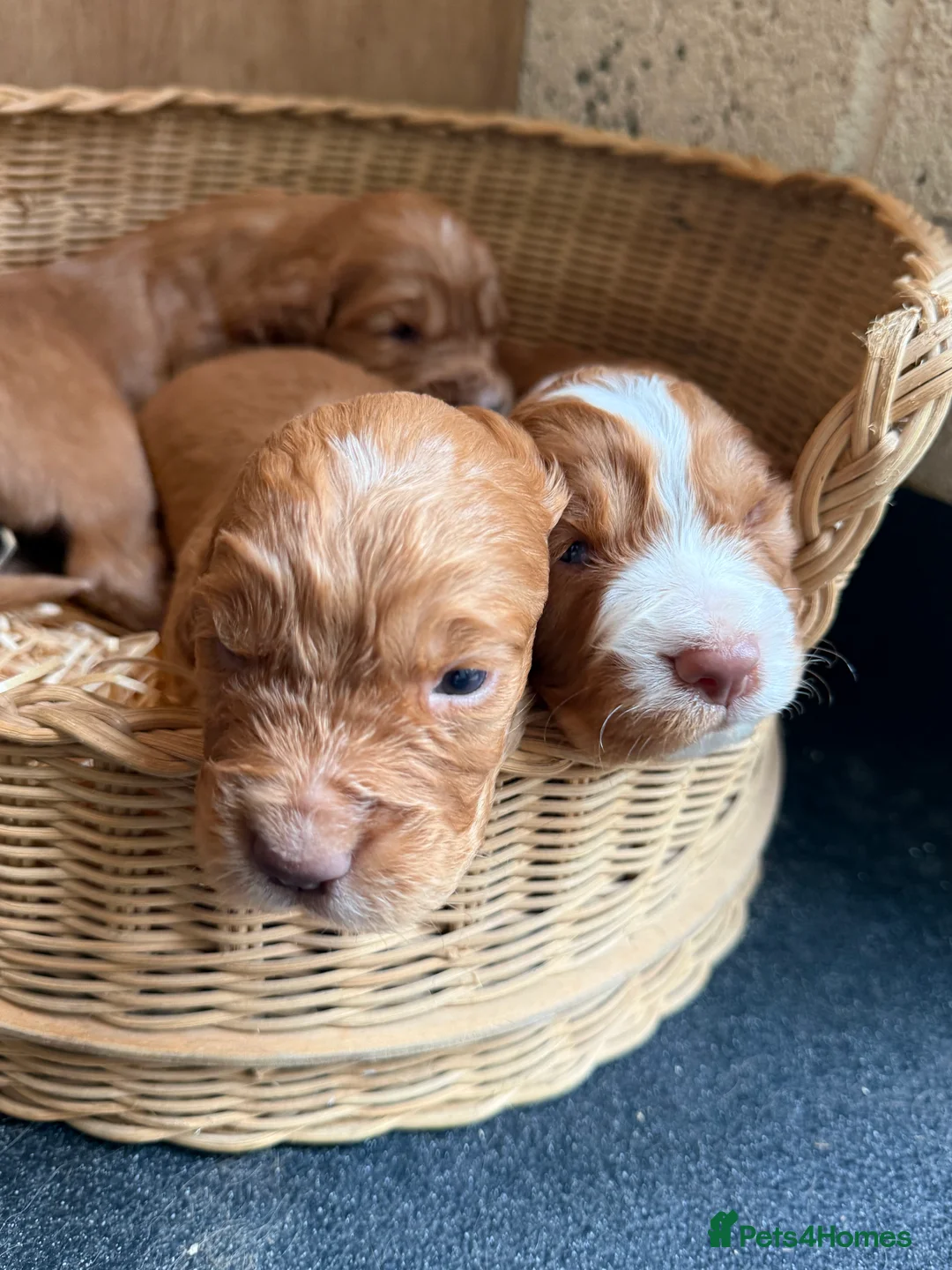 Cocker Spaniel dogs for sale: Cocker spaniel puppies  - Advert 6