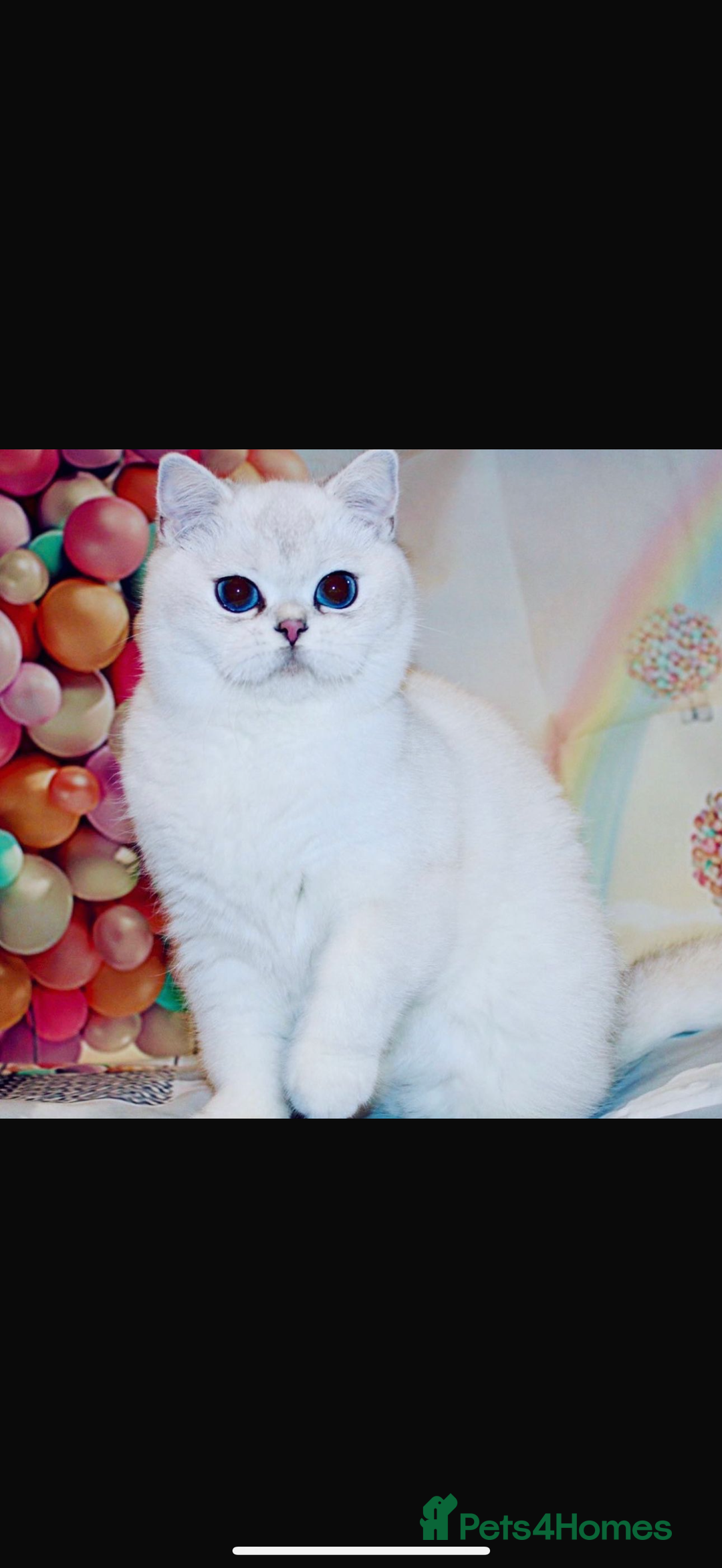 British Shorthair cats for sale: TICA REGISTERED CHAMPION LINES HUGE KITTEN 4 SALE! - Image 16