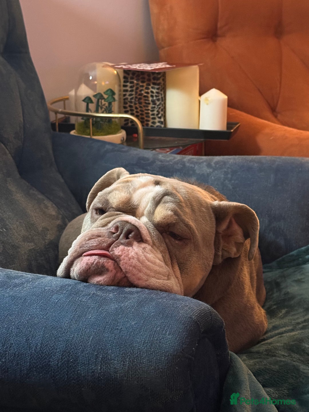 English Bulldog dogs for sale: Forever home needed - Image 6