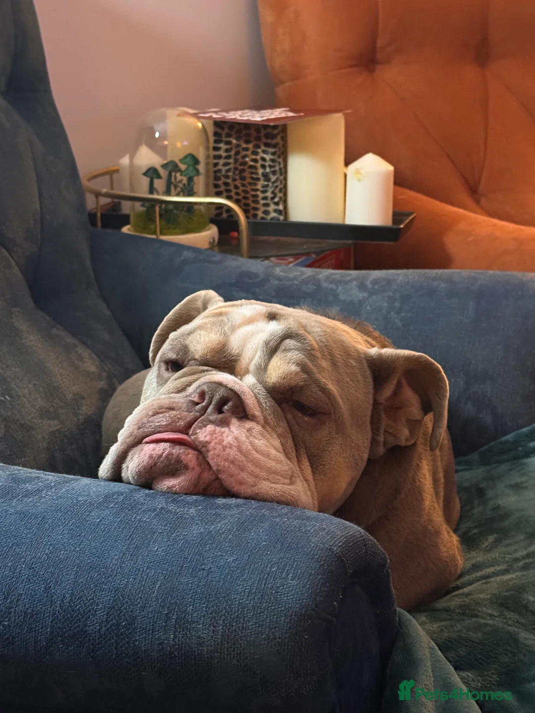 English Bulldog dogs for sale: Forever home needed - Advert 6