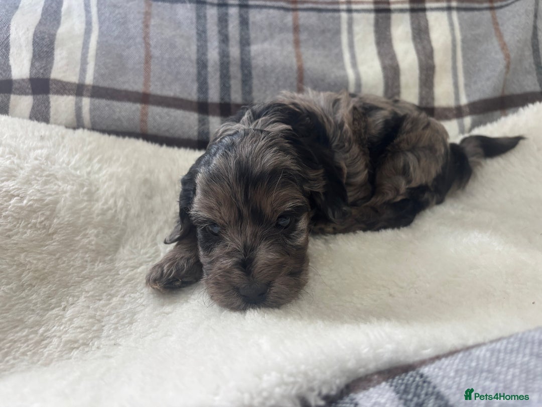 Cockapoo dogs for sale:  🐾SHOW TYPE F1 COCKAPOO PUPPIES 4 BOYS 2 GIRLS 🐾 - Image 2