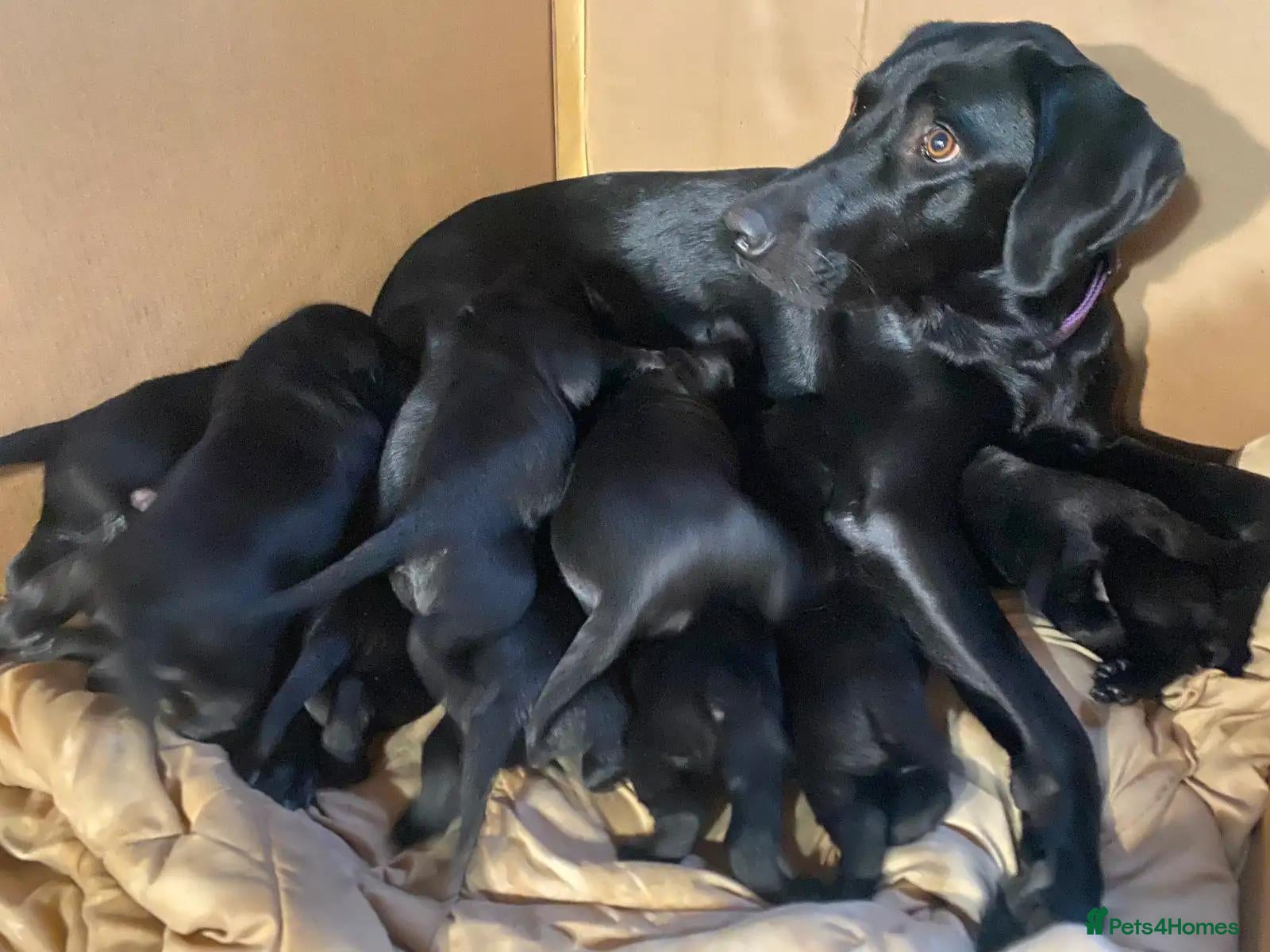 Labrador Retriever dogs Newly arrived black labrador retriever - Advert 1