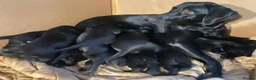 Labrador Retriever dogs for sale: Newly arrived black labrador retriever - Advert 1