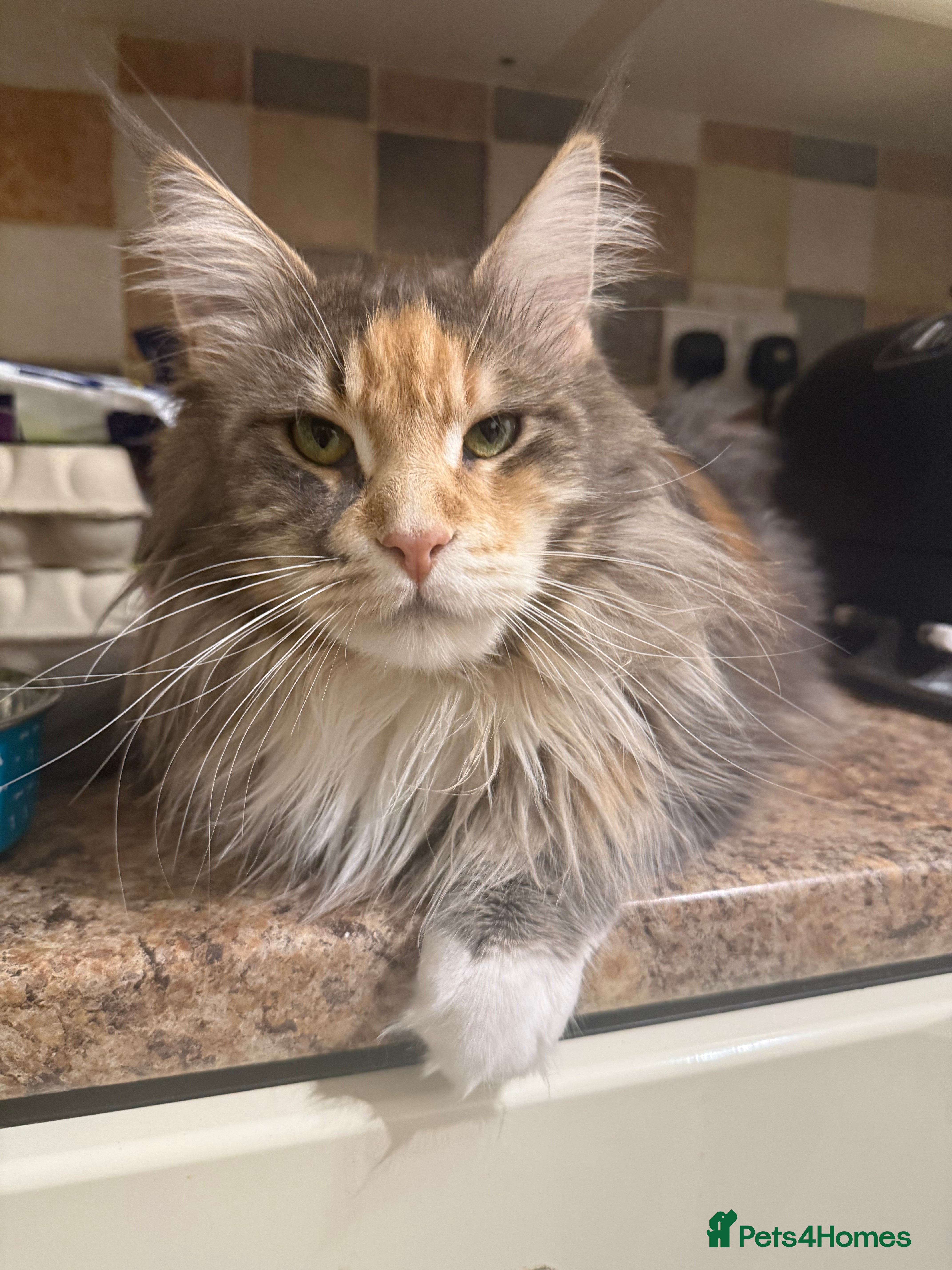 Maine Coon cats Rare beautiful reds, creams and blue Maine Coons - Advert 1