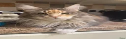 Maine Coon cats for sale: Rare beautiful reds, creams and blue Maine Coons - Advert 1