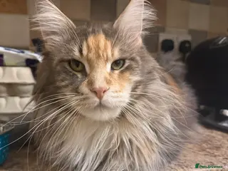 Maine Coon cats Rare beautiful reds, creams and blue Maine Coons - Advert 1