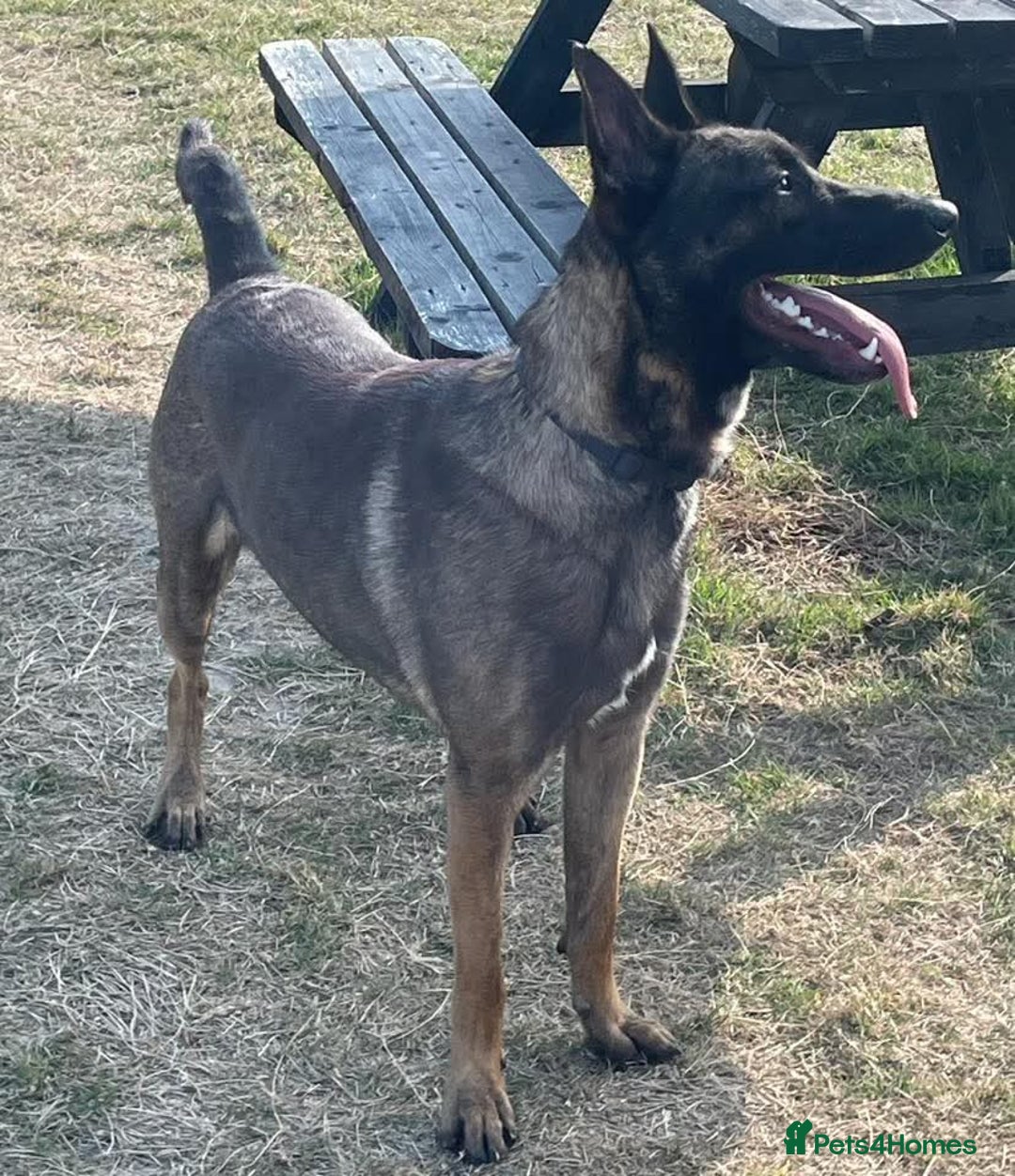 Belgian Shepherd Dog dogs for sale:  Belgian malinois  - Advert 4