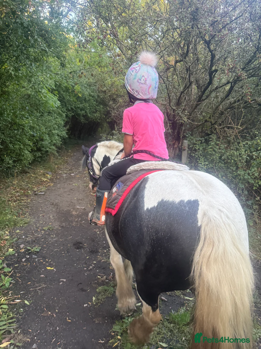Irish Cob horses for sale: 12hh piebold pony for sale - Advert 5