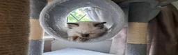 Ragdoll cats for sale: Stunning Fluffy Ragdolls. - Advert 5