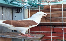 Pigeons birds for sale: 10 Pigeons for sale - Advert 21