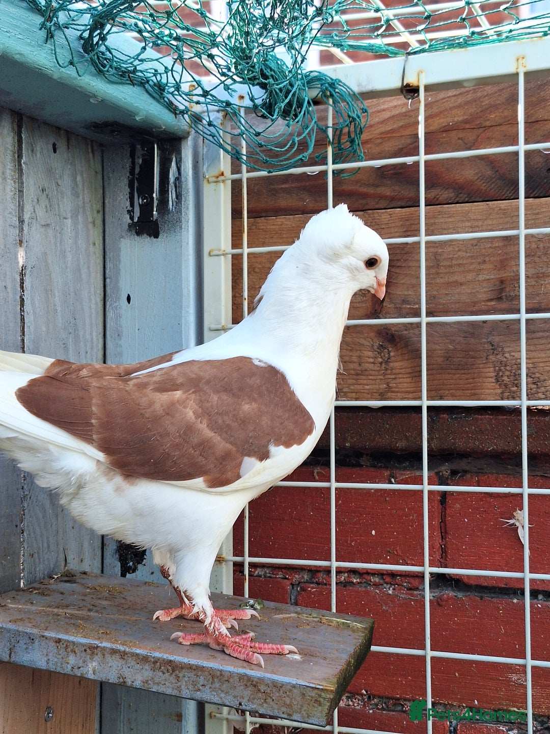 Pigeons birds for sale: 10 Pigeons for sale - Advert 21