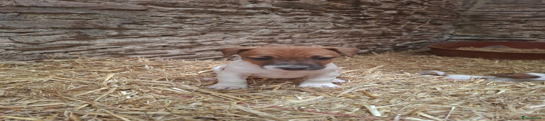 Jack Russell Puppy 3