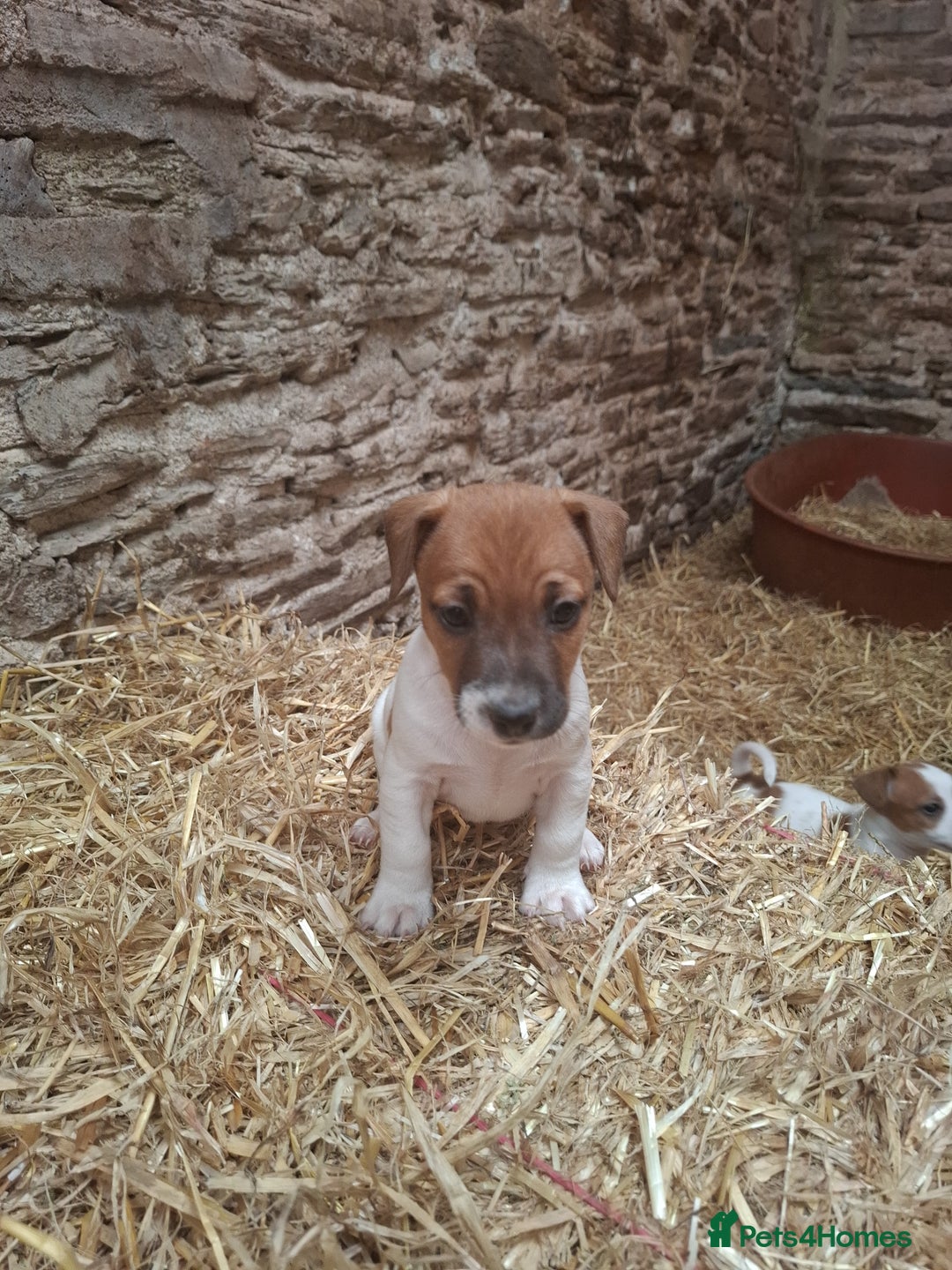 Jack Russell dogs for sale: Jack Russell puppies  - Image 4