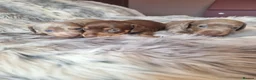 Miniature Dachshund dogs for sale: Stunning Top Quality Mini Dachshunds - Advert 4