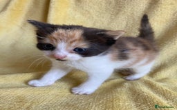Maine Coon cats for sale: Maine coon x - Image 11