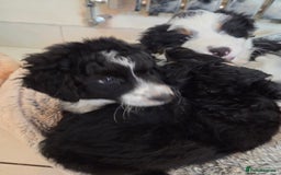 Bordoodle dogs for sale: Bordoodle pups - Advert 8