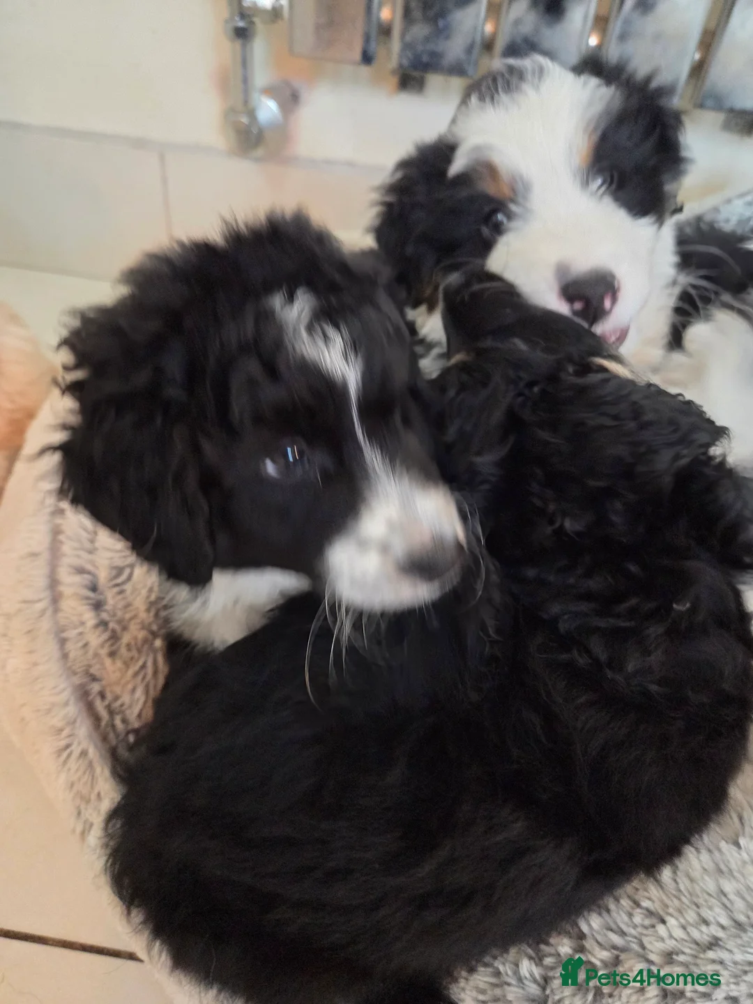 Bordoodle dogs for sale: Bordoodle pups - Advert 11
