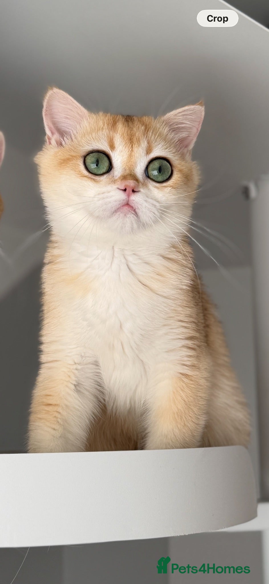 British Shorthair cats Excellent British Shorthair Golden kittens  - Advert 2