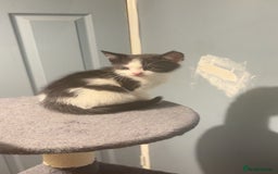 American Shorthair cats for sale: Black white kitten  - Image 4