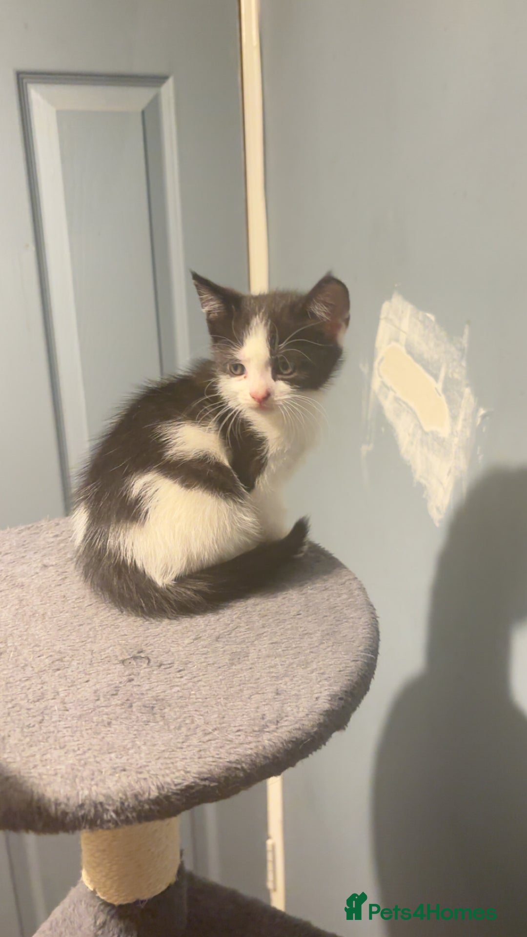 American Shorthair cats for sale: Black white kitten  - Image 4