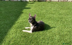 Chihuahua dogs for sale: Blue and white ** chihuahua  - Image 4