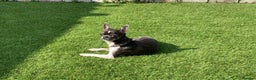 Chihuahua dogs for sale: Blue and white ** chihuahua  - Advert 4