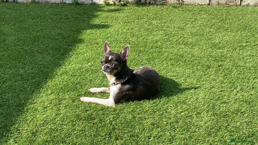 Chihuahua dogs for sale: Blue and white ** chihuahua  - Image 4