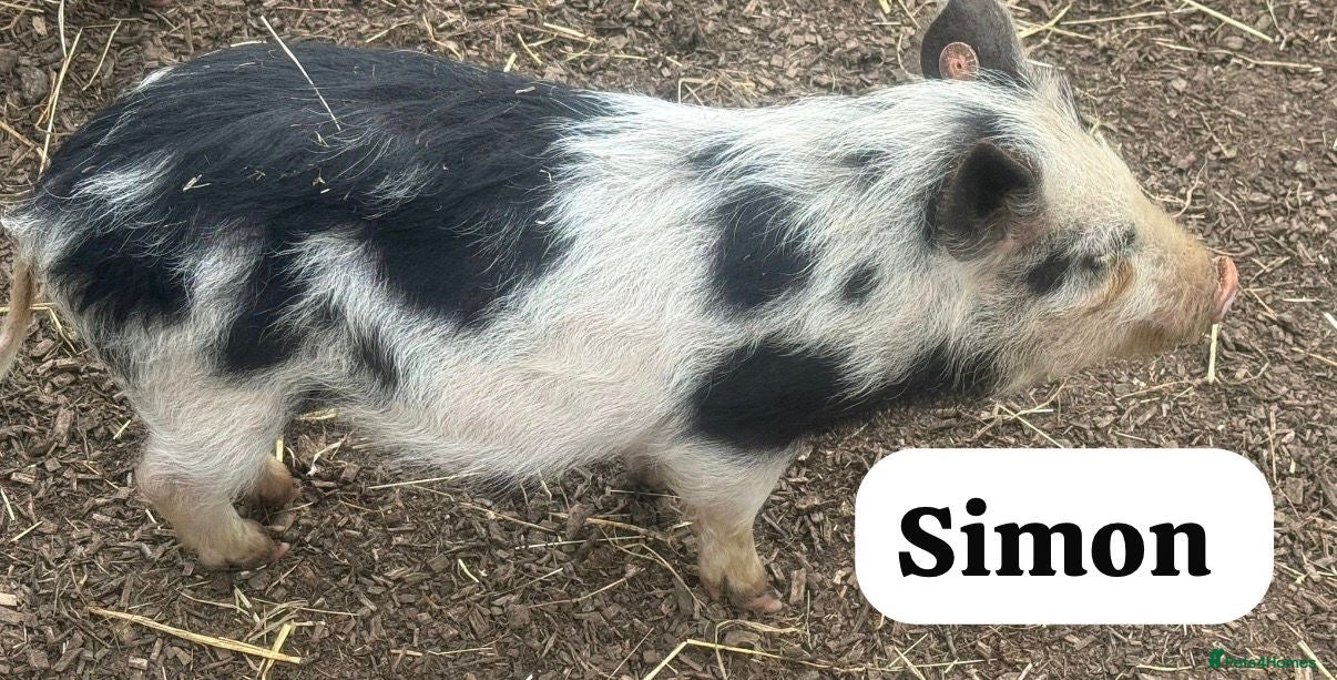 Pig livestock 🐷💙Meet Simon💙🐷 - Advert 2