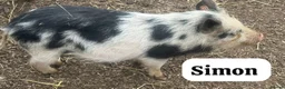 Pig livestock for sale: 🐷💙Meet Ant, Dec and Simon💙🐷 - Advert 3
