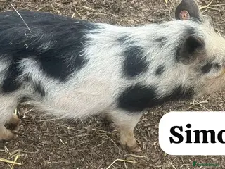Pig livestock 🐷💙Meet Simon💙🐷 - Advert 2