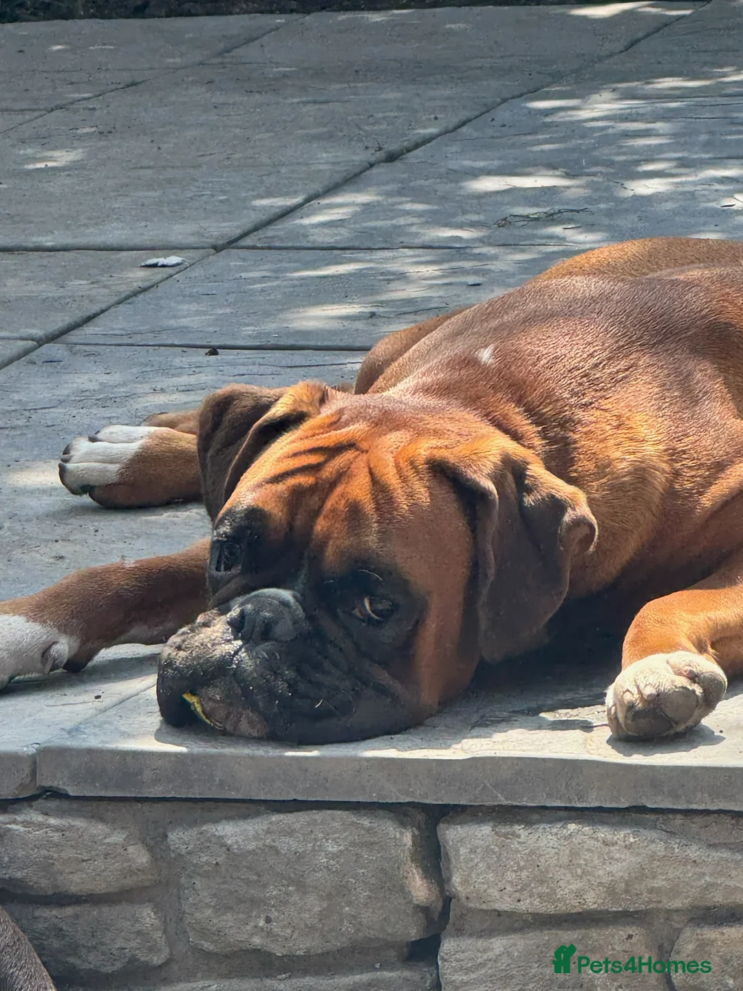 Boxer dogs for sale: Bouncy boxer beau  in Runcorn - Advert 5