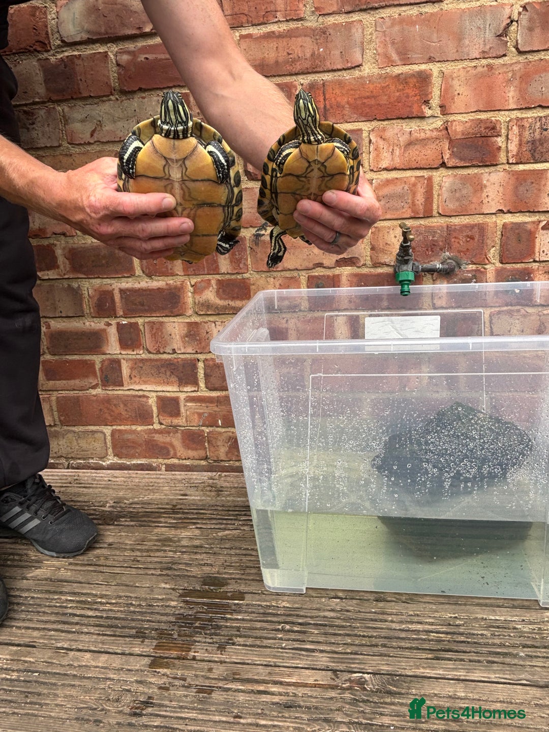 Terrapin reptiles for sale: Terrapins - Image 3