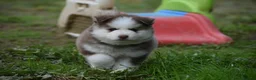 Pomsky dogs for sale: Genuine Celtic Star F3 Pomskies Available  - Advert 16