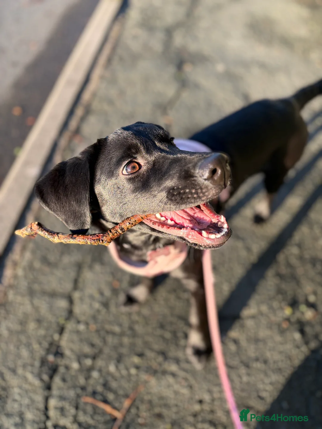 Labrador Retriever dogs for sale: 7-Month-Old KC Registered Labrador Retriever: Maia - Advert 1