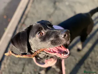 Labrador Retriever dogs 7-Month-Old KC Registered Labrador Retriever: Maia - Advert 3