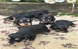 Mixed Breed dogs for sale: F1 MINI SCHNOODLE PUPPIES  - Image 3