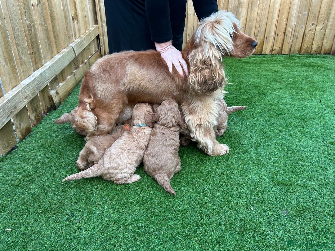 Cockapoo dogs for sale: F1 Miniature Cockapoo  - Advert 1