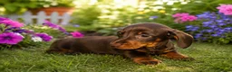 Miniature Dachshund dogs for sale: 🐾 Beautiful Dachshund Puppies ❤️ - Advert 5