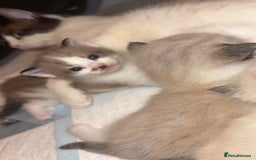 Ragdoll cats for sale: Ragdoll - Image 5