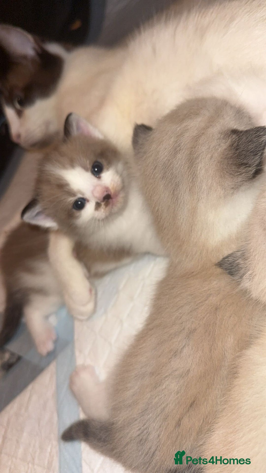 Ragdoll cats for sale: Ragdoll - Image 5