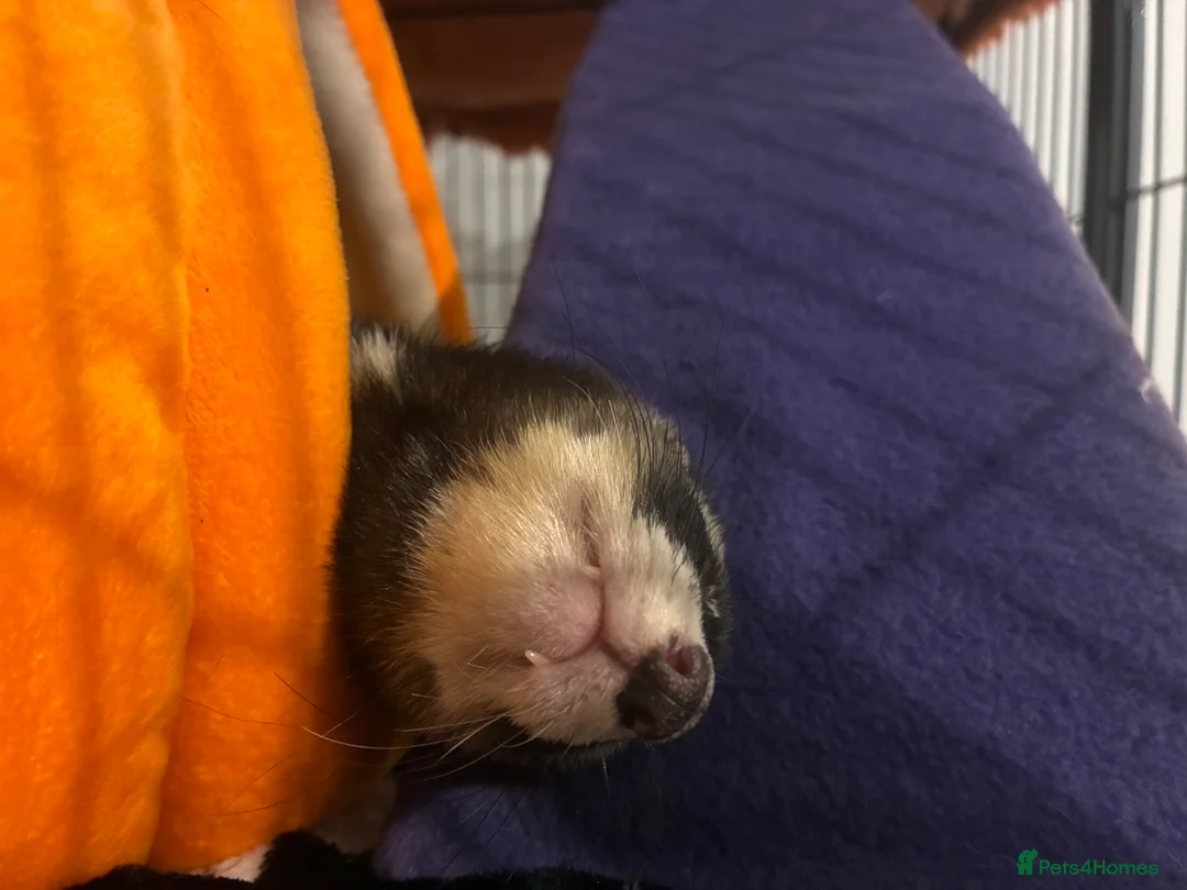 Ferret rodents for sale: Fidget needing a loving home  in Watford - Advert 5