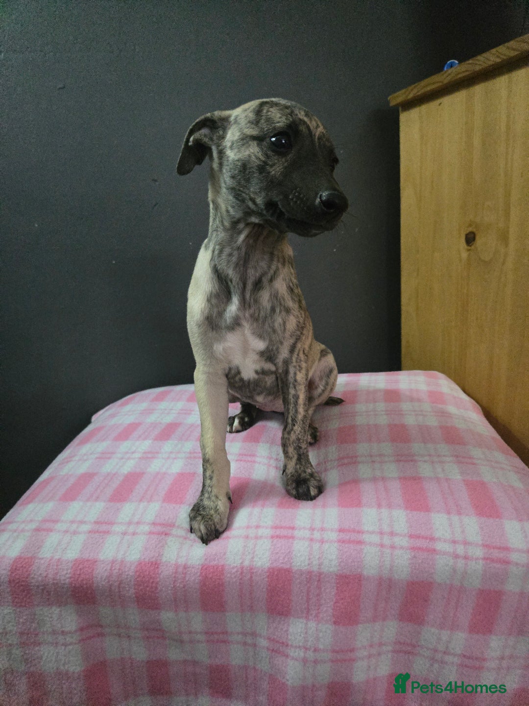 Whippet dogs for sale: ✅️ Ready to leave - KC whippets 🧡 - Image 22