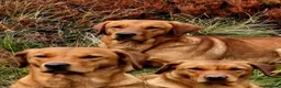 Labrador Retriever dogs for sale: Beautiful KC Fox Red Labrador Puppies  - Advert 11