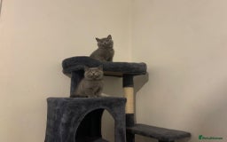 British Shorthair cats for sale: STUNNING BRITISH SHORTHAIR KITTENS  - Image 1