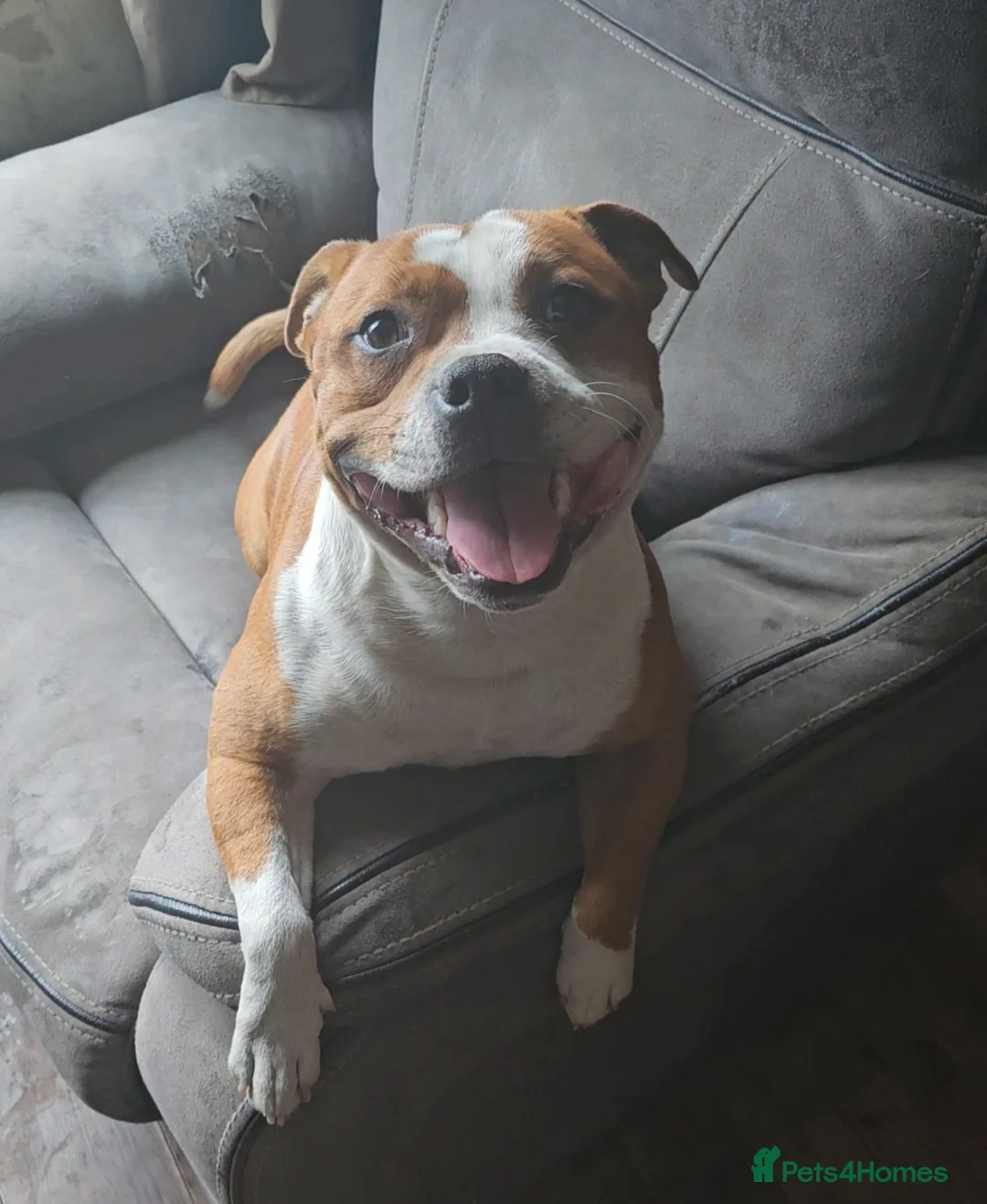 Staffordshire Bull Terrier dogs for sale: FUTURE LITTER ANNOUNCEMENT - Advert 8