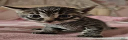 Mixed Breed cats for sale: Bengal x Russian Blue kittens - Advert 11