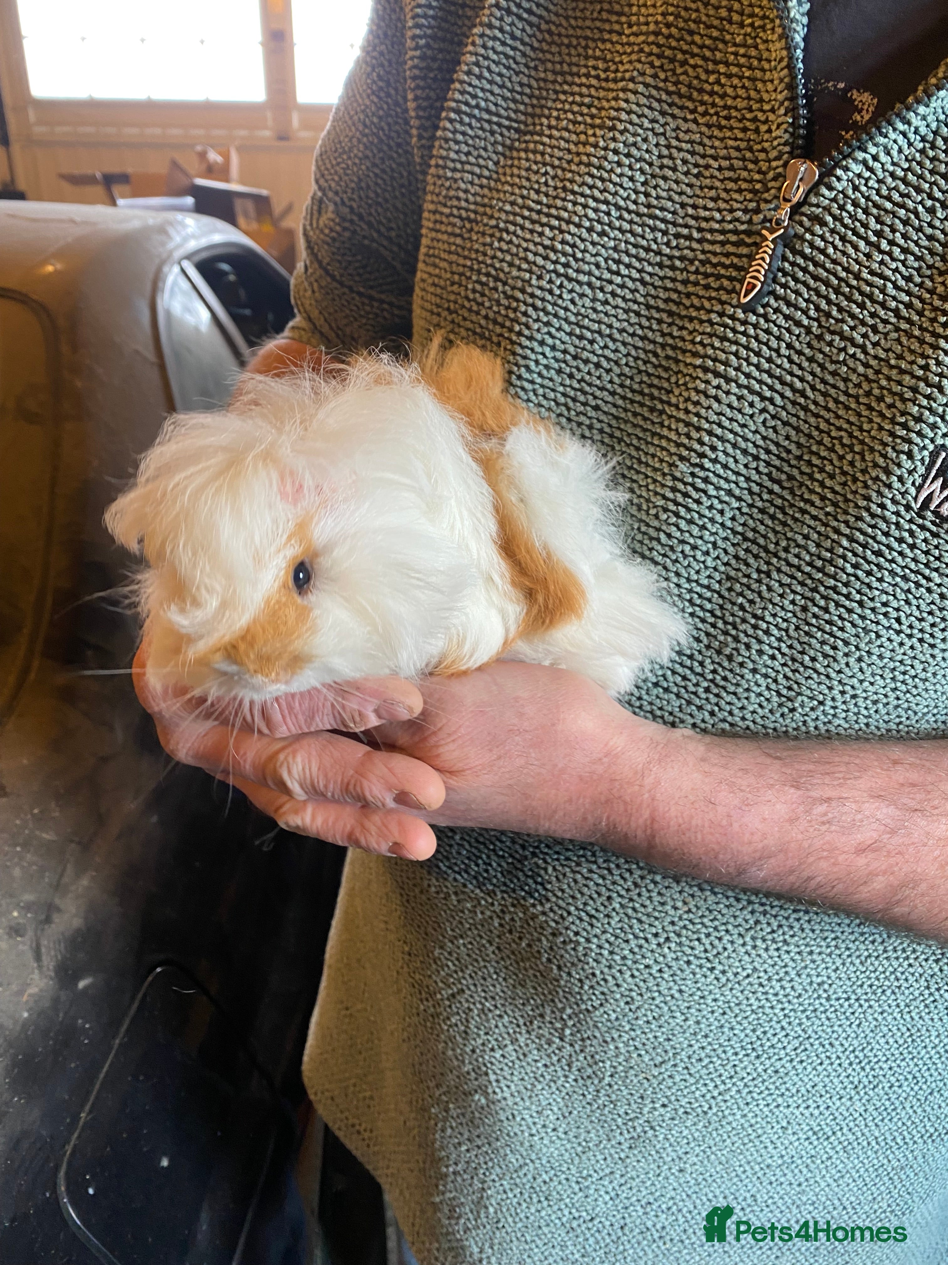 Guinea Pig rodents Peruvian Guinea pigs  - Advert 2