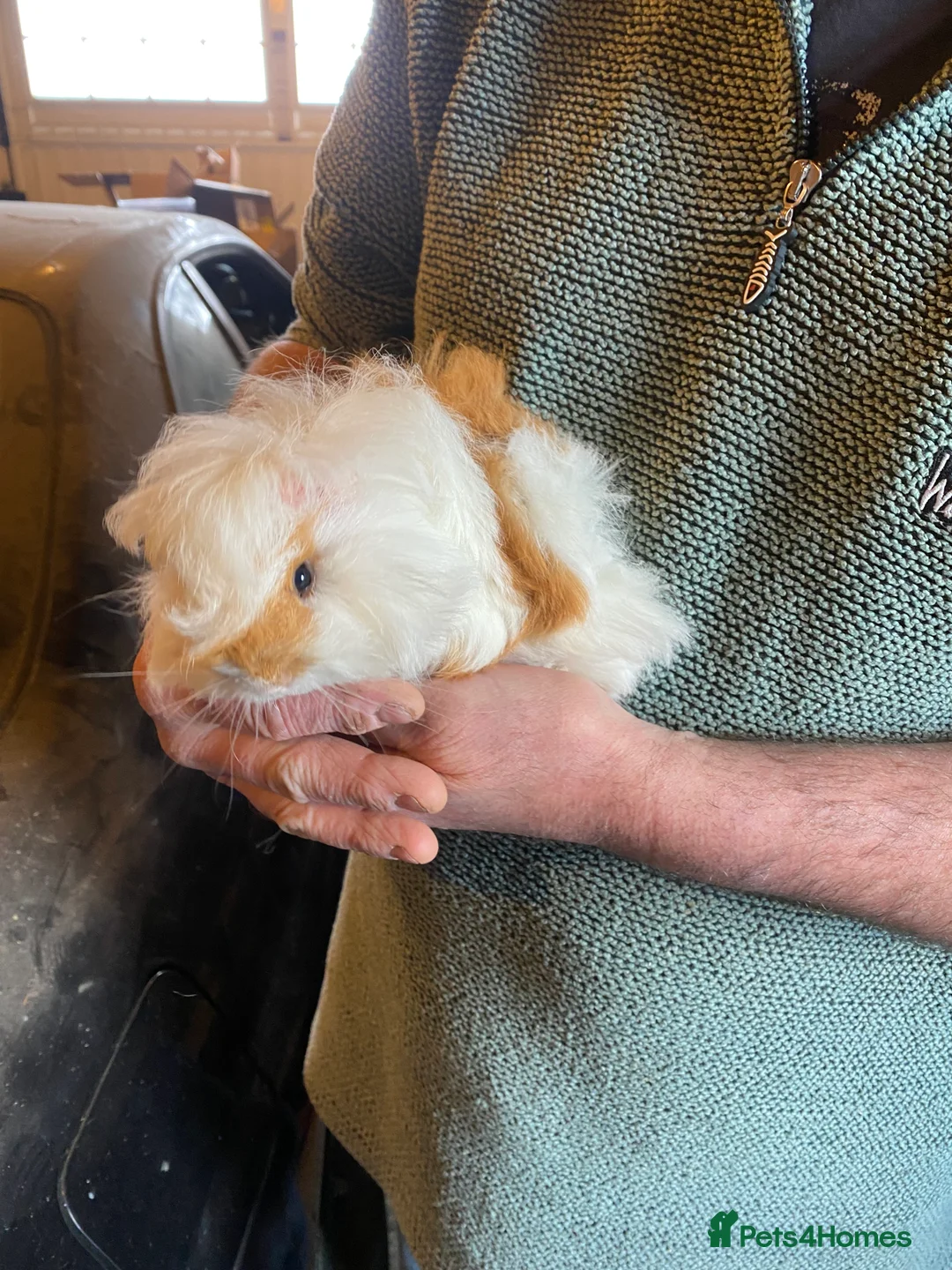 Guinea Pig rodents for sale: Peruvian Guinea pigs  - Advert 2