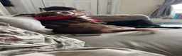 Border Collie dogs for stud: Rex the collie  - Advert 3
